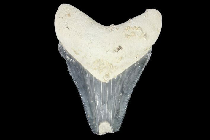 Bargain, Fossil Megalodon Tooth - Florida #103358